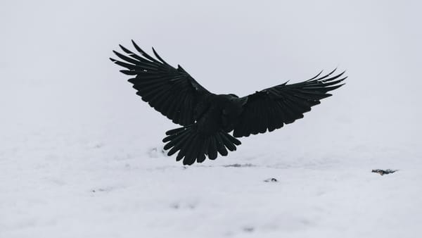 Personnaliser Thunderbird sur macOS : espaces multiples